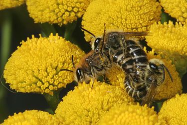 Colletes daviesanus: Kopula auf Tanacetum vulgare (5)