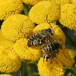 Colletes daviesanus: Kopula auf Tanacetum vulgare (6)