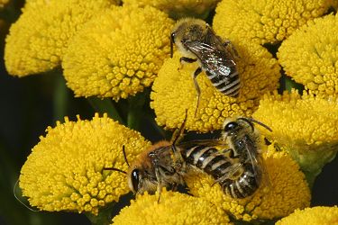 Colletes daviesanus: Kopula auf Tanacetum vulgare (7)