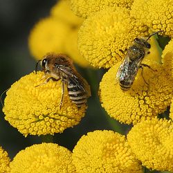 Colletes daviesanus