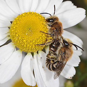 Colletes daviesanus, WM: Kopula