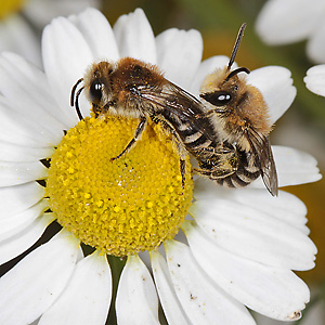 Colletes daviesanus, WM: Kopula