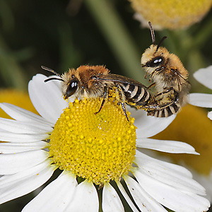 Colletes daviesanus, WM: Kopula