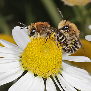 Colletes daviesanus, WM: Kopula