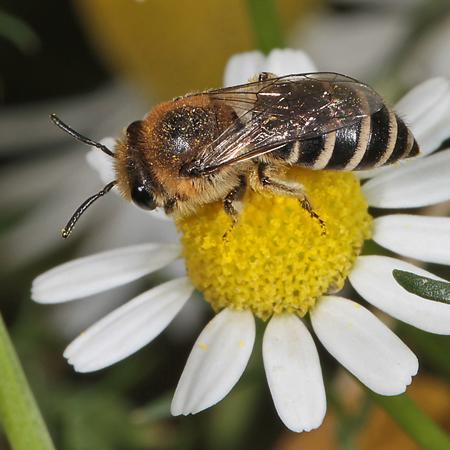 Colletes daviesanus, W