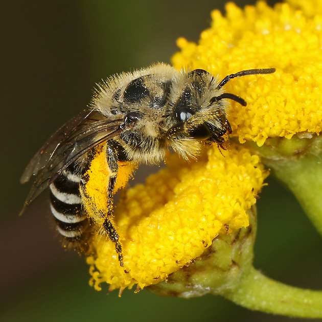 Colletes daviesanus, W