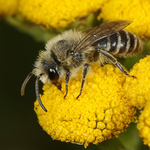 Colletes daviesanus, M