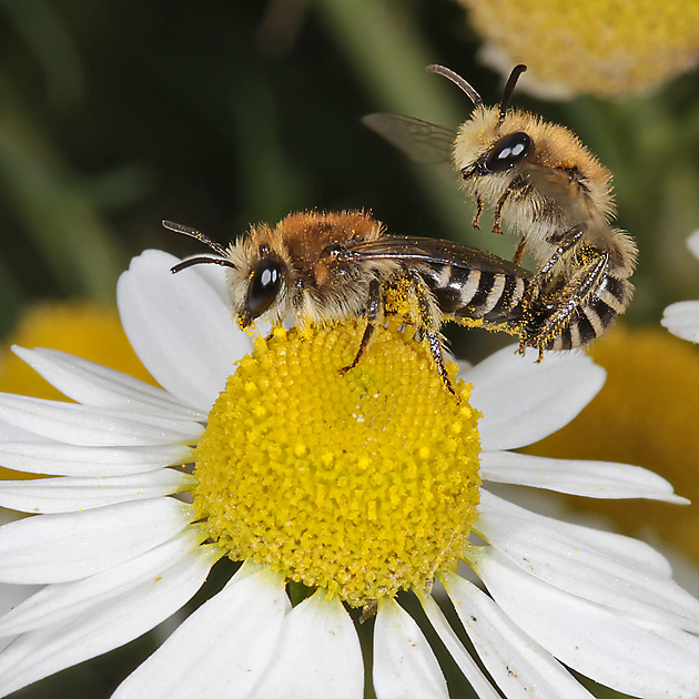 Colletes daviesanus, WM: Paarung