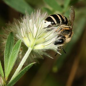 Colletes marginatus, W