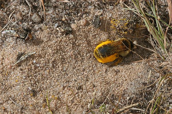 Dasypoda hirtipes, M.