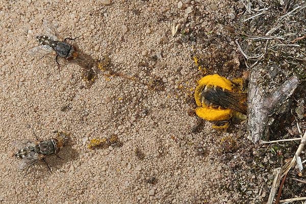 Dasypoda hirtipes, M.