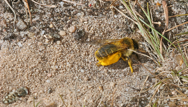 Dasypoda hirtipes, W am Nest