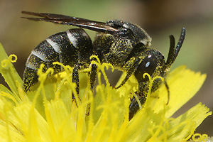 Dioxys tridentata, W