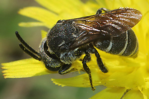 Dioxys tridentata, W