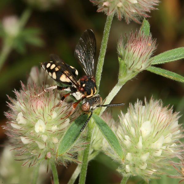 Epeolus variegatus, W