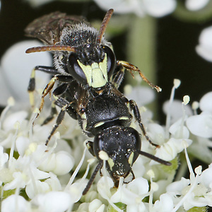 Hylaeus hyalinatus, MW