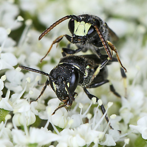 Hylaeus hyalinatus, MW