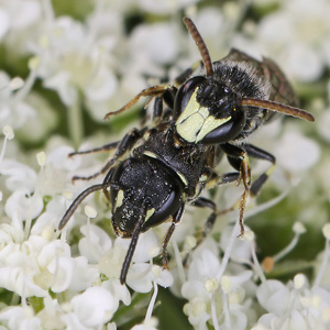 Hylaeus hyalinatus, MW