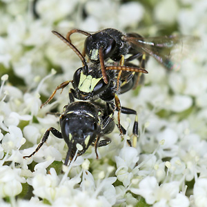 Hylaeus hyalinatus, ?MW
