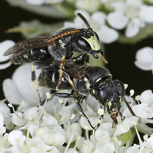 Hylaeus hyalinatus, MW