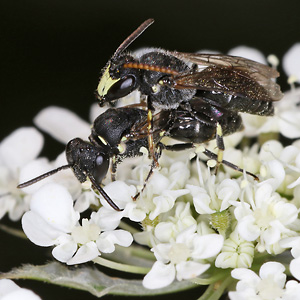 Hylaeus hyalinatus, MW