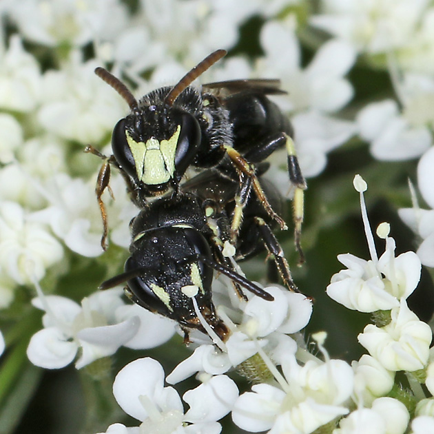 Hylaeus hyalinatus, M