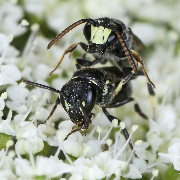 Hylaeus hyalinatus, M