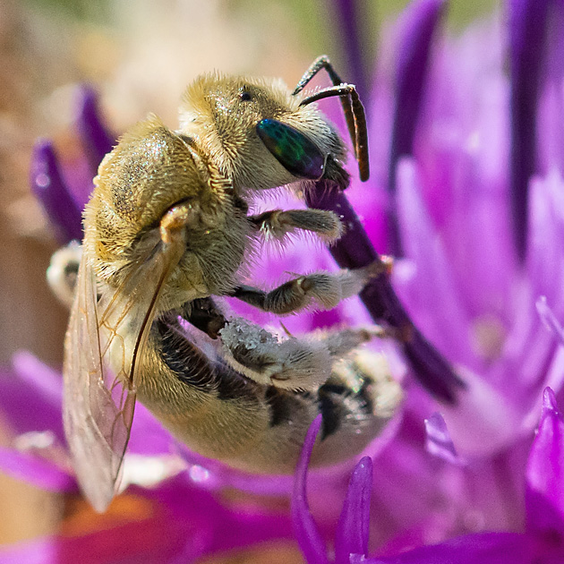 Halictus pollinosus, W
