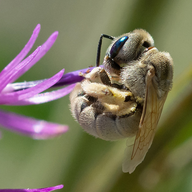 Halictus pollinosus, W