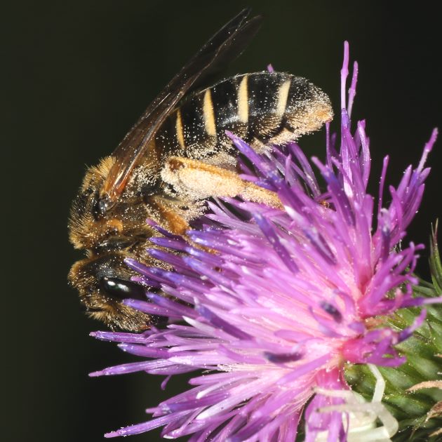 Halictus quadricinctus, W