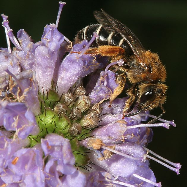 Halictus rubicundus, W