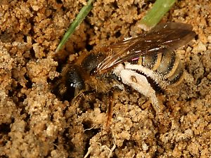 Halictus scabiosae, W