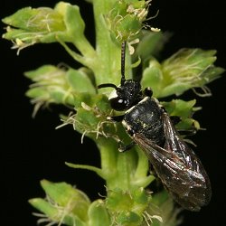Maskenbiene Hylaeus signatus, M