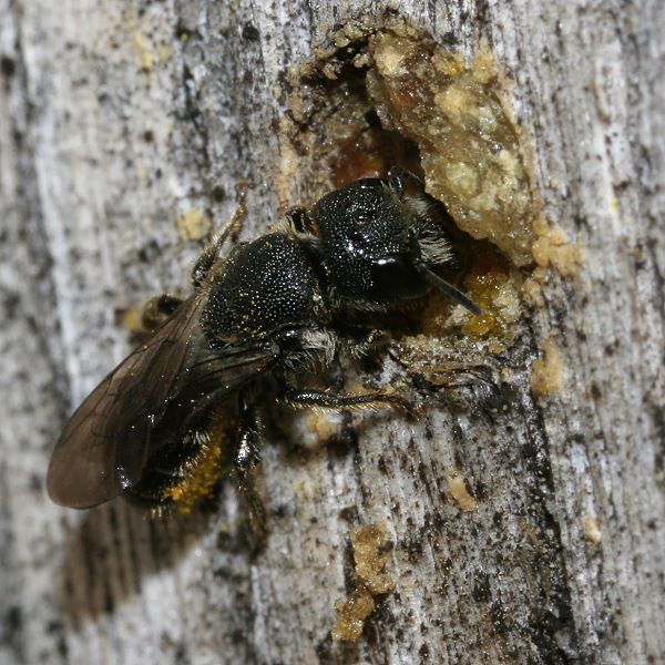 Heriades truncorum, W (1)