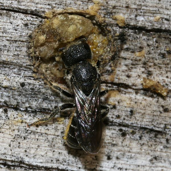 Heriades truncorum, W (4)