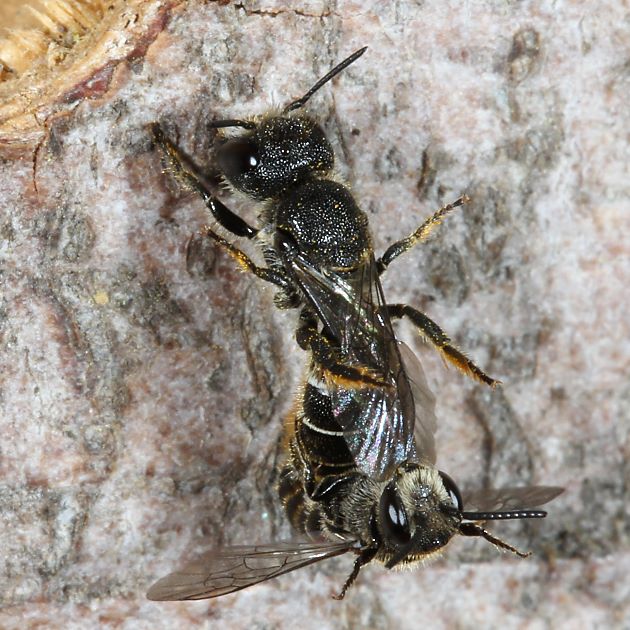 Heriades truncorum: Paarung