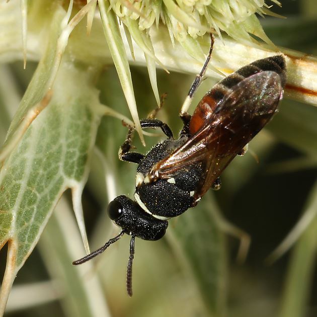 Hylaeus variegatus, W