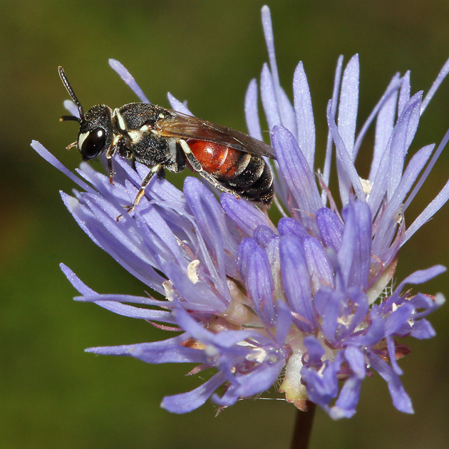 Hylaeus variegatus, W