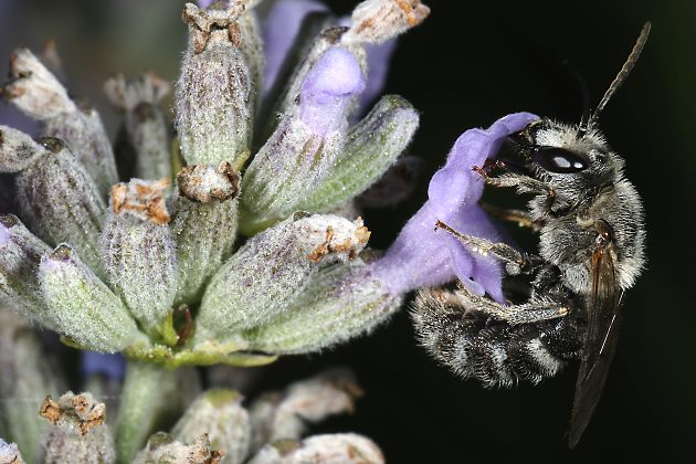 Lasioglossum albocinctum, M