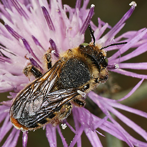 Lithurgus chrysurus, W