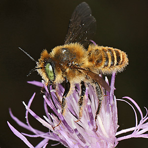 Lithurgus chrysurus, W