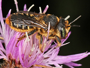 Lithurgus chrysurus, W