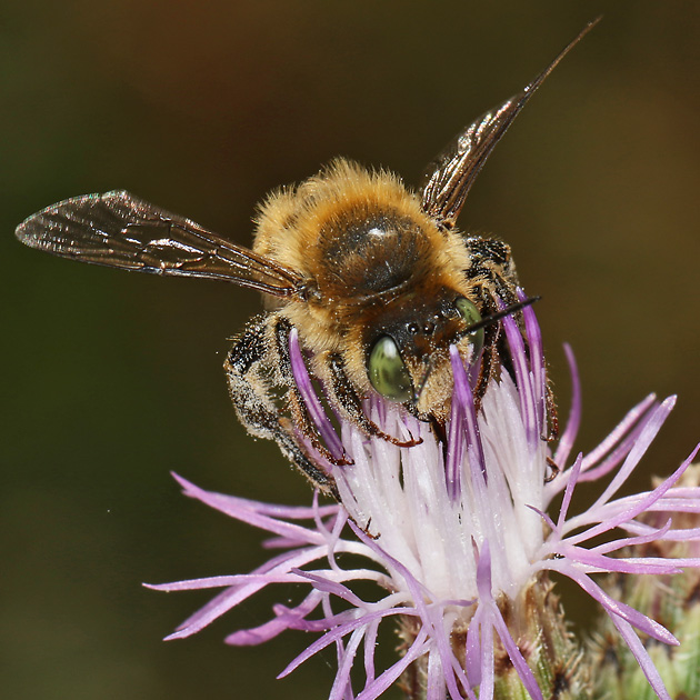 Lithurgus chrysurus, M
