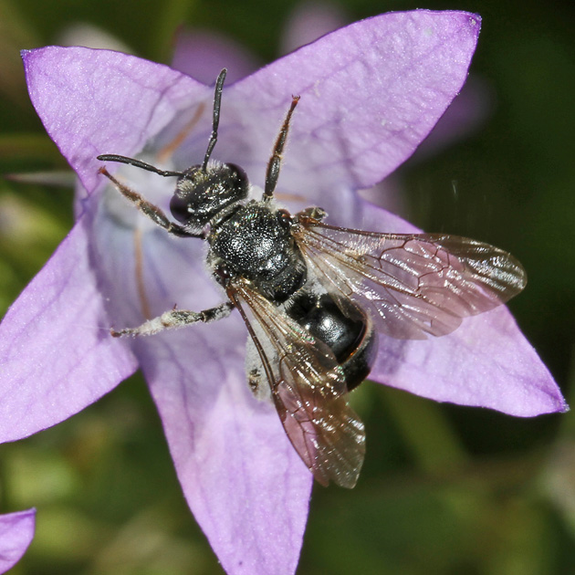 Lasioglossum costulatum, W
