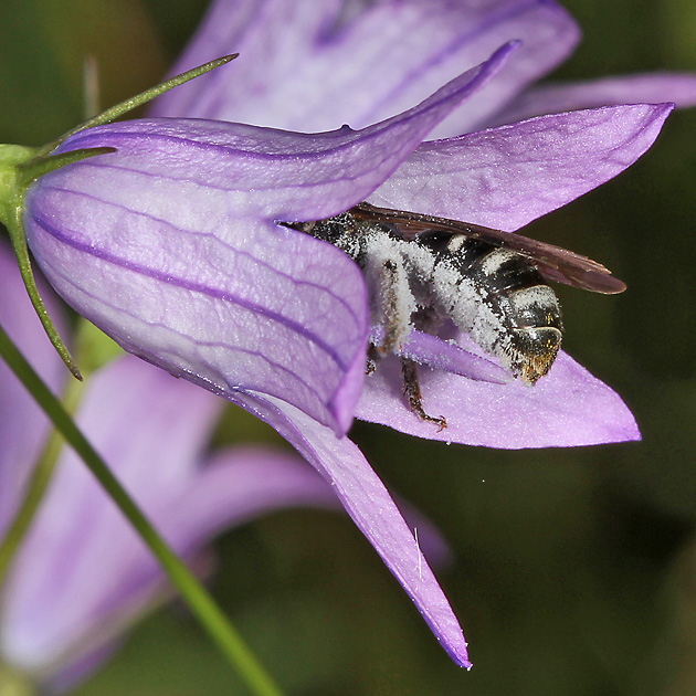 Lasioglossum costulatum, W