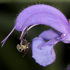 Lasioglossum nitidulum, W