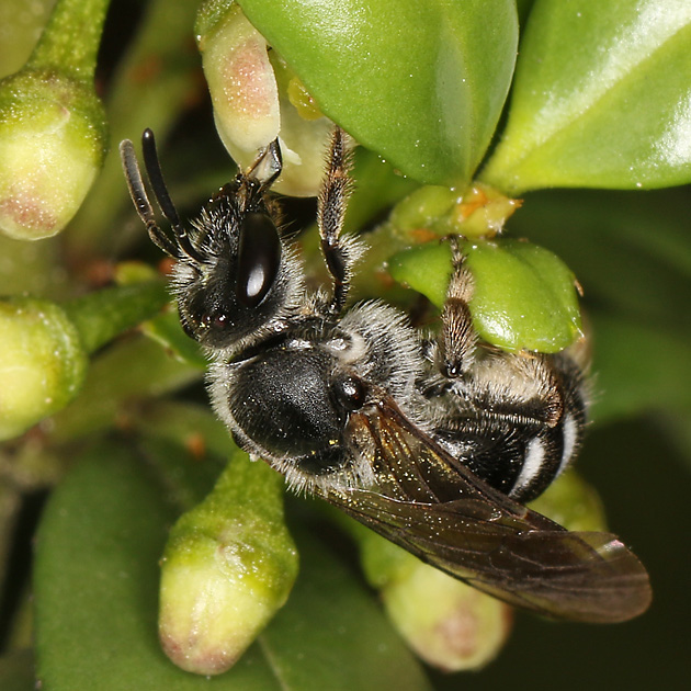 Lasioglossum sexnotatum, W