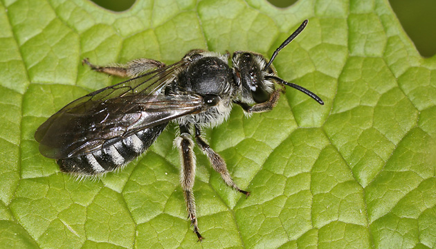 Lasioglossum sexnotatum, W