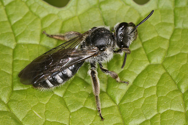 Lasioglossum sexnotatum, W