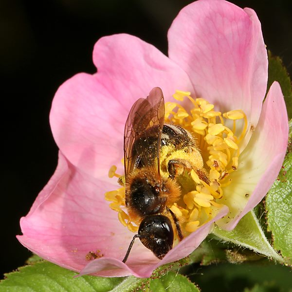 Furchen- bzw. Schmalbiene Lasioglossum xanthopus, W